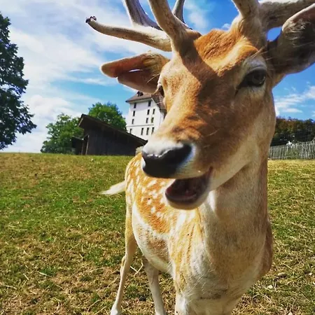 Schlafschloss Sumiswald